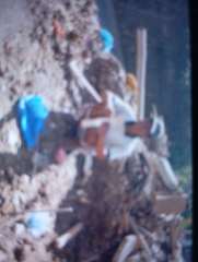 Foto site Pak Ifa 15 Jun