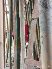 Foto AI review Halim 2026-08-15