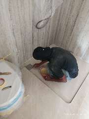 Foto site Rian 20 Agu