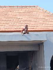 Foto site Farel 22 Agu