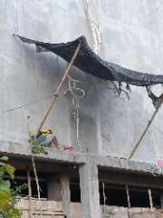 Foto AI review Huri 2026-08-24